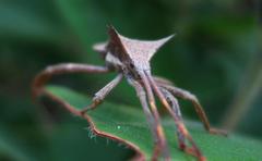 Elasmopoda