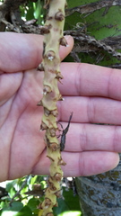 Lasiorhynchus barbicornis