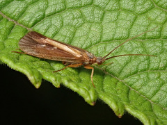 Anabolia