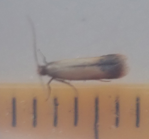 Bordered Carl, photo 6 of 8