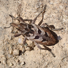 Coniocleonus excoriatus