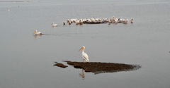 Pelecanus onocrotalus