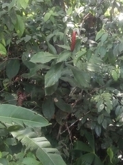 Costus pulverulentus