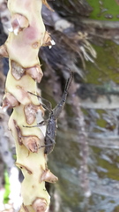 Lasiorhynchus barbicornis