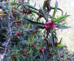 Cliffortia acutifolia