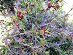 Cliffortia acutifolia