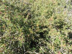 Cliffortia acutifolia