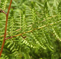 Hypolepis sparsisora