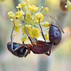 Camponotus barbaricus