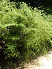 Hypolepis sparsisora