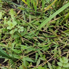 Veronica scutellata