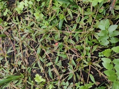 Veronica scutellata