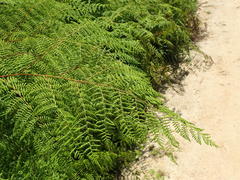 Hypolepis sparsisora