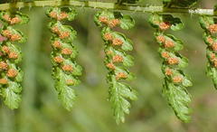 Hypolepis sparsisora