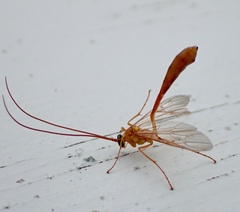 Enicospilus guatemalensis