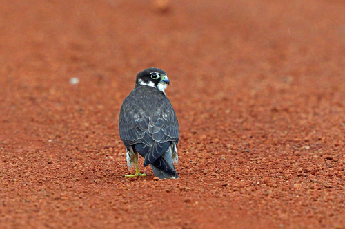 Eurasian Hobby