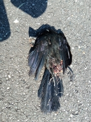 Crotophaga ani