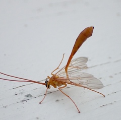 Enicospilus guatemalensis