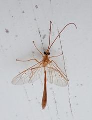Enicospilus guatemalensis