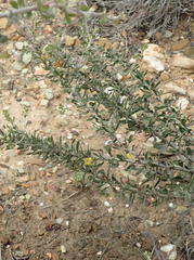 Aspalathus spinosa glauca