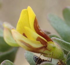 Aspalathus spinosa glauca