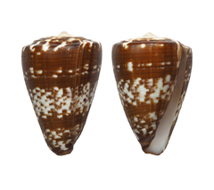 Conus ateralbus