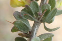 Aspalathus spinosa glauca