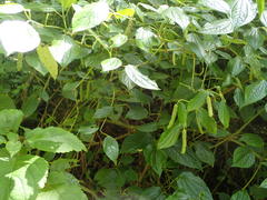 Piper capense capense