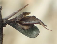 Aspalathus spinosa glauca