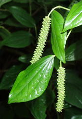 Piper capense capense