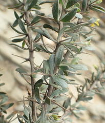 Aspalathus spinosa glauca