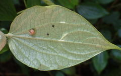 Piper capense capense