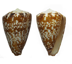 Conus ateralbus