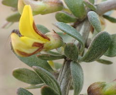 Aspalathus spinosa glauca