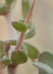 Aspalathus spinosa glauca