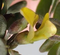 Aspalathus spinosa glauca