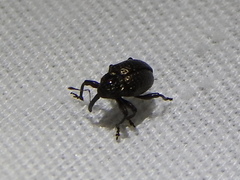 Chalcodermus collaris