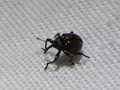 Chalcodermus collaris