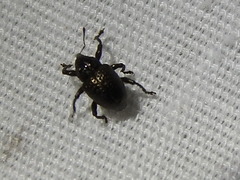 Chalcodermus collaris
