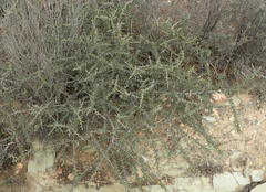 Aspalathus spinosa glauca