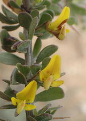 Aspalathus spinosa glauca