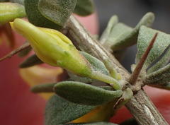 Aspalathus spinosa glauca