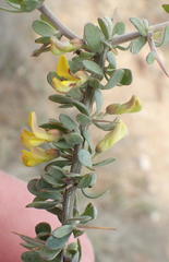 Aspalathus spinosa glauca