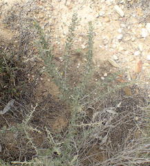 Aspalathus spinosa glauca