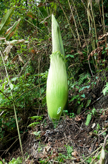Amorphophallus titanum