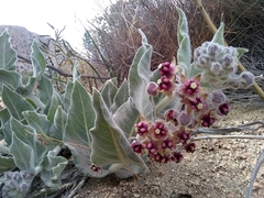 Asclepias californica