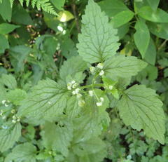 Dichrocephala integrifolia