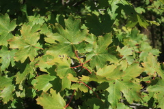 Acer hyrcanum