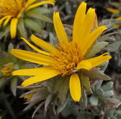 Berkheya cuneata