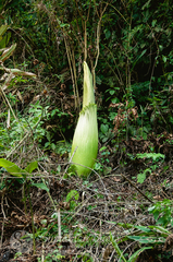 Amorphophallus titanum